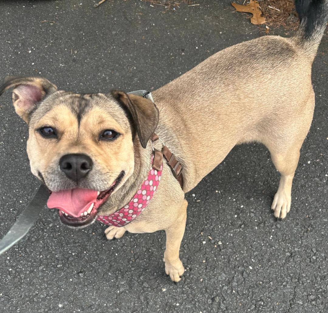 Asia, a Adoptable mixed breed in Lambertville, NJ image 3/5