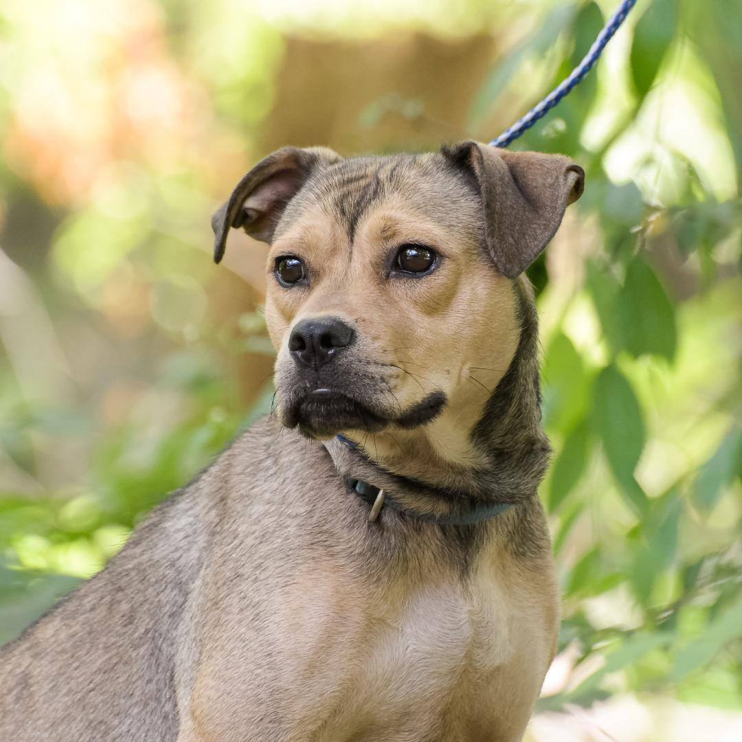 Asia, a Adoptable mixed breed in Lambertville, NJ image 4/5