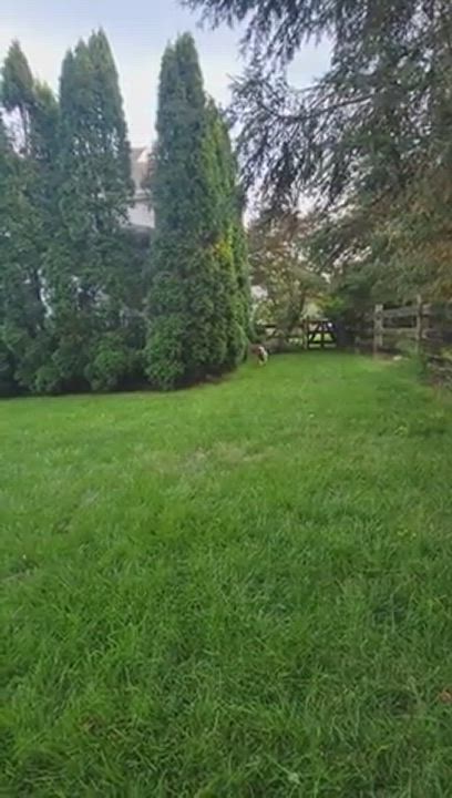 Enlarge Asia, a Adoptable mixed breed in Lambertville, NJ video 5/5