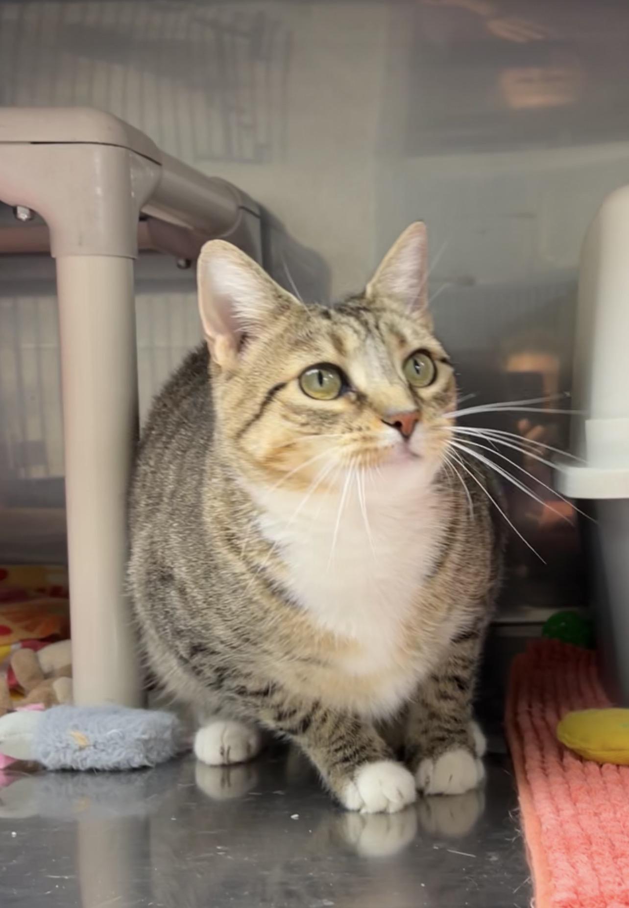 Enlarge Puffer Fish, a Adoptable Domestic Short Hair in Montville, NJ image 5/5