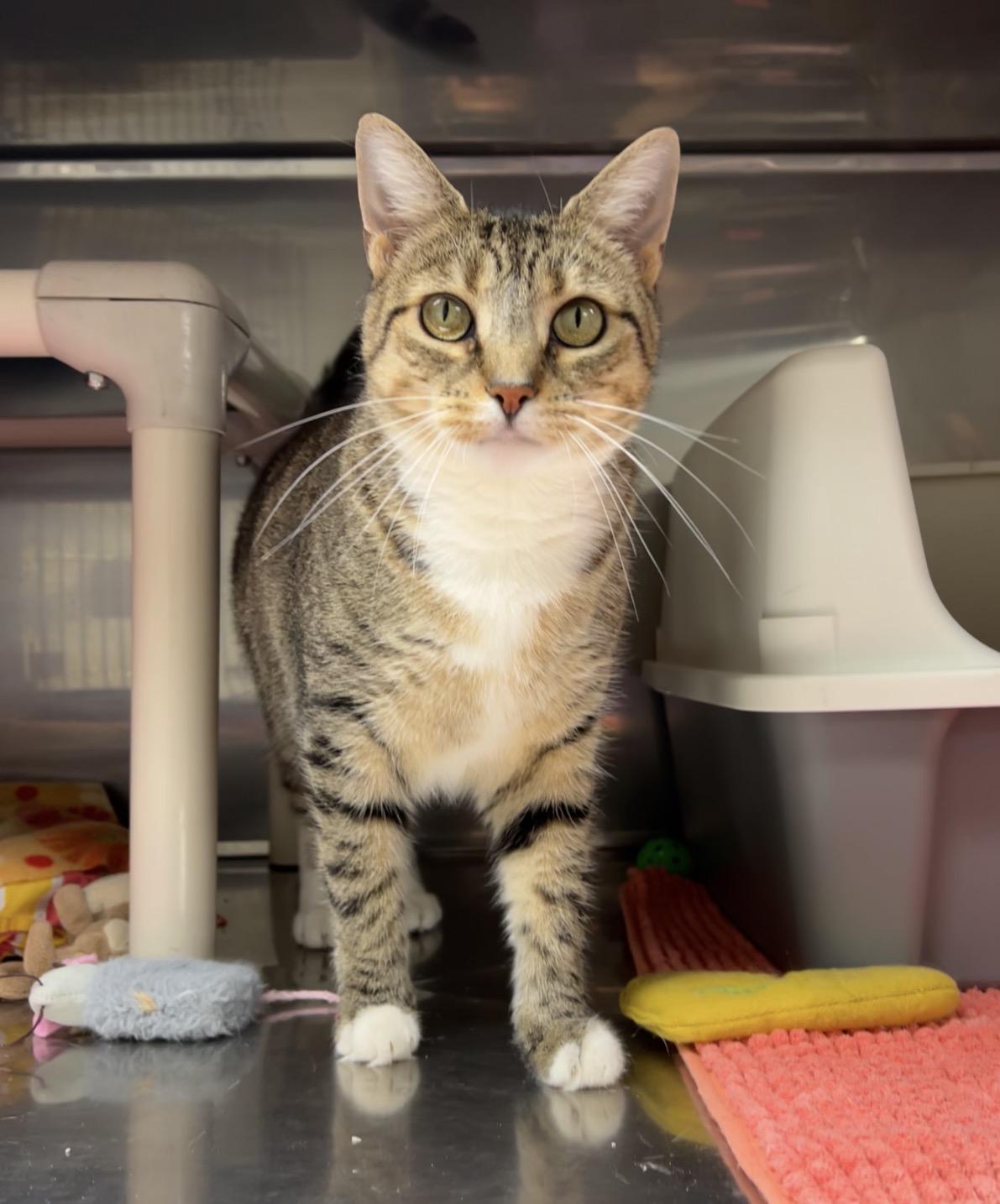 Puffer Fish, Adoptable, Young Female Domestic Short Hair.