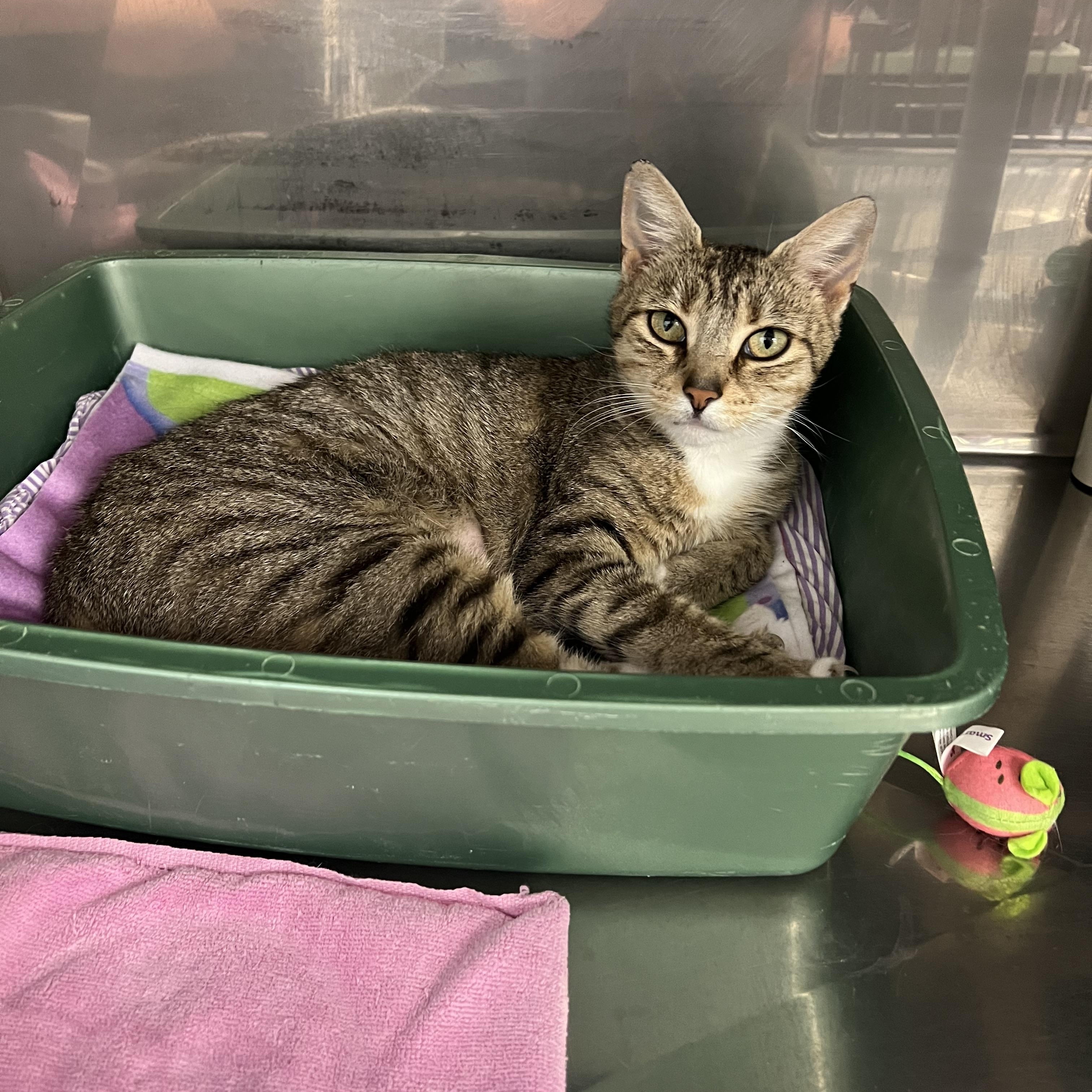 Puffer Fish, Adoptable, Young Female Domestic Short Hair.
