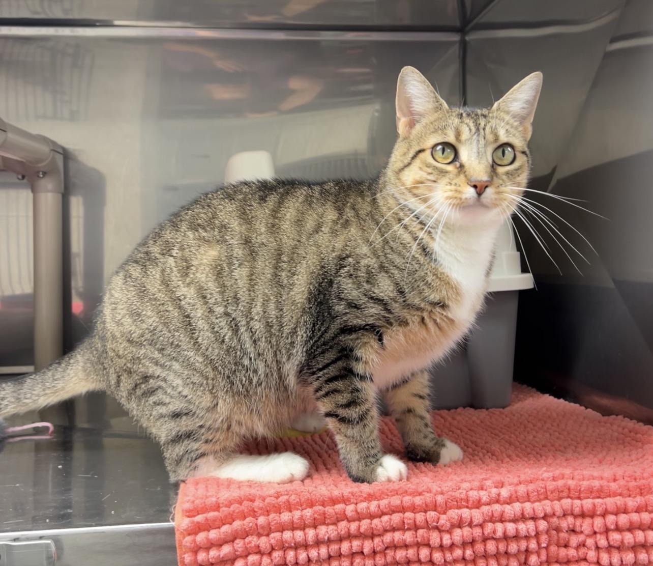 Enlarge Puffer Fish, a Adoptable Domestic Short Hair in Montville, NJ image 4/5