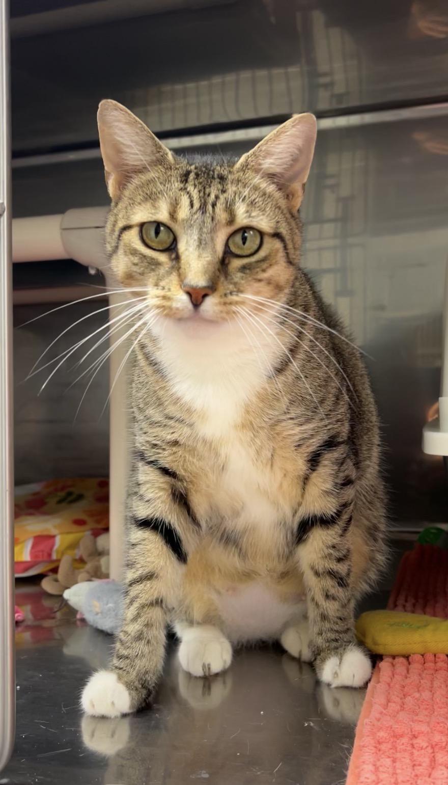 Enlarge Puffer Fish, a Adoptable Domestic Short Hair in Montville, NJ image 2/5