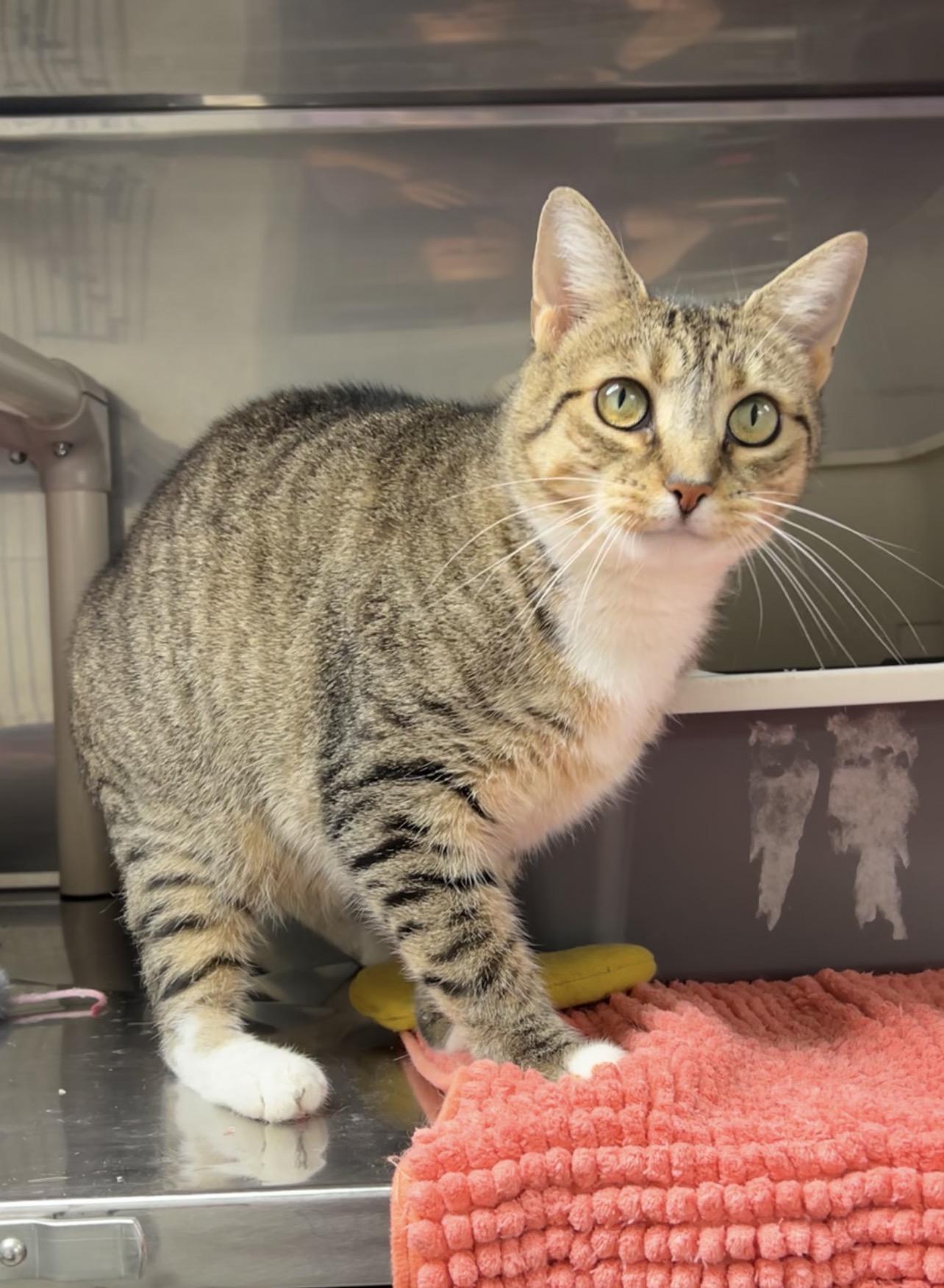 Enlarge Puffer Fish, a Adoptable Domestic Short Hair in Montville, NJ image 3/5