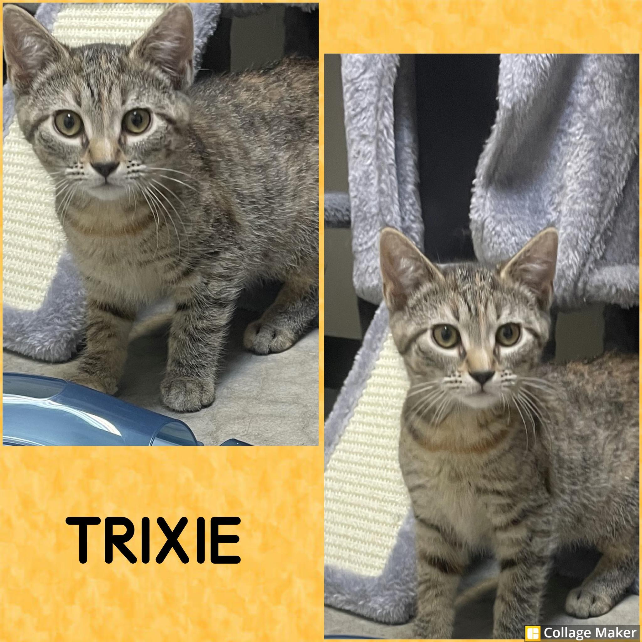 Enlarge Trixie, a ADOPTABLE mixed breed in Clearfield, PA image 1/1
