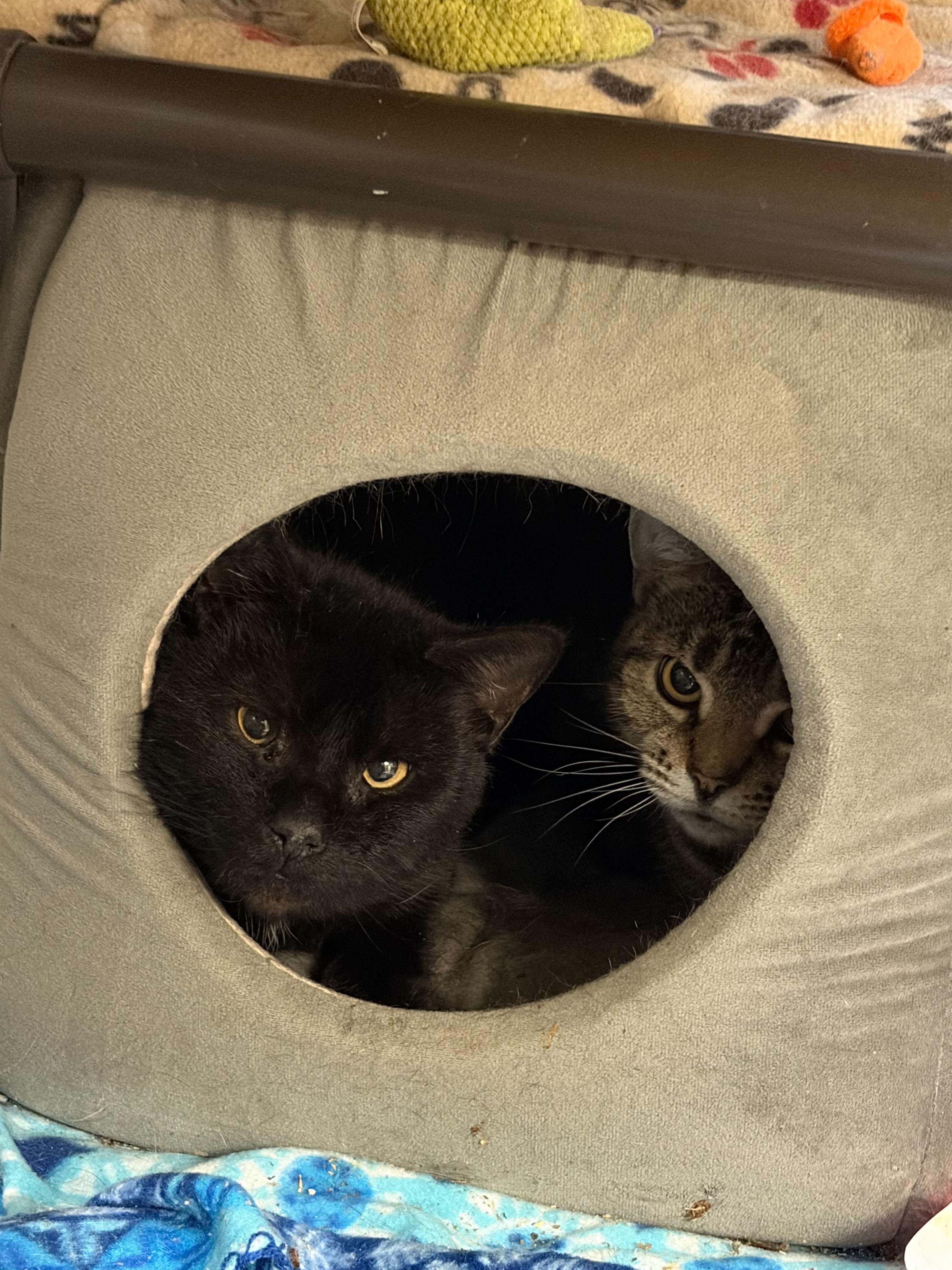 Enlarge Big Chungus and Trivet, a ADOPTABLE Domestic Short Hair in Manchester, NH image 2/2