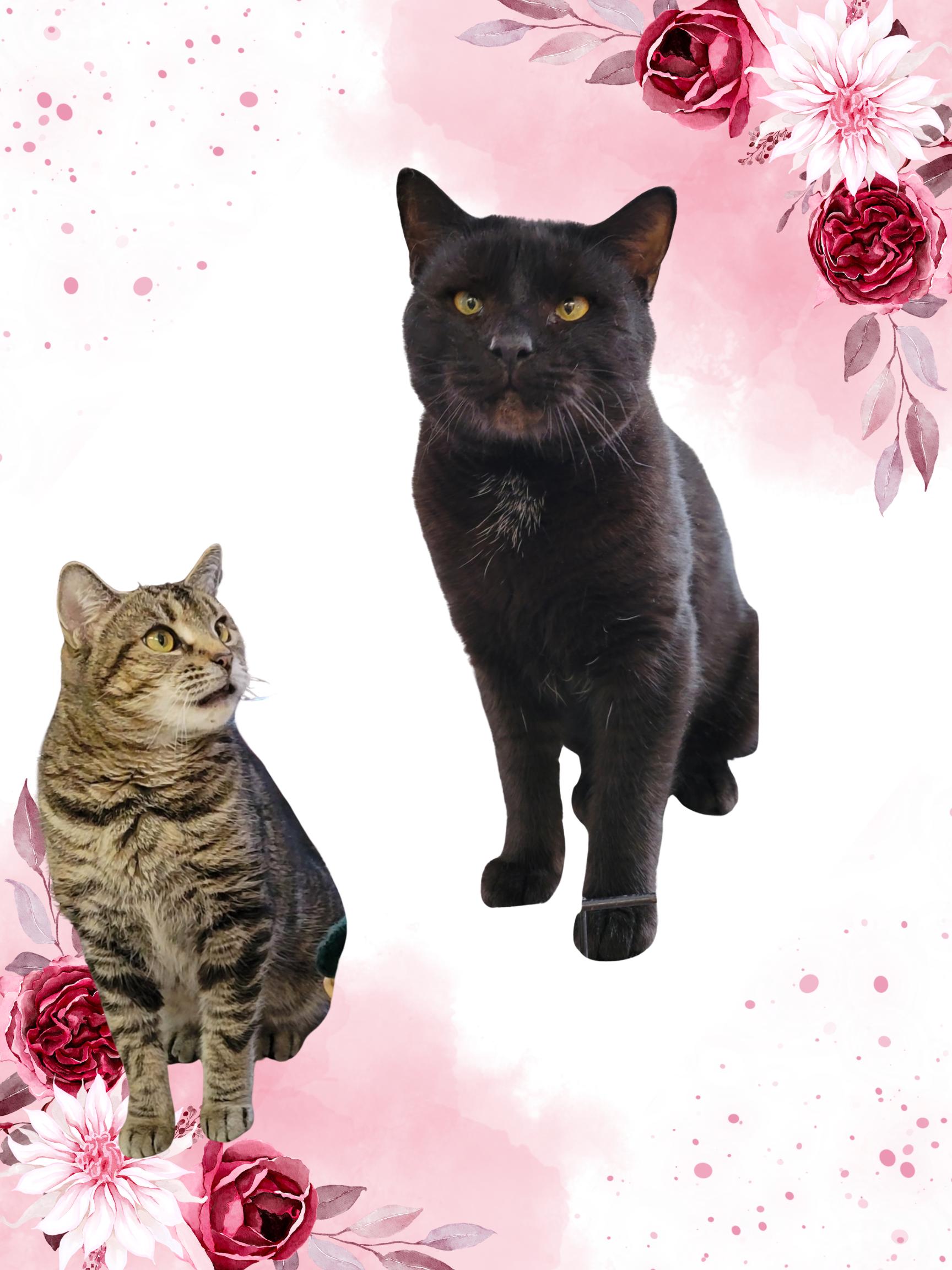 Big Chungus and Trivet, ADOPTABLE, Adult Male Domestic Short Hair.