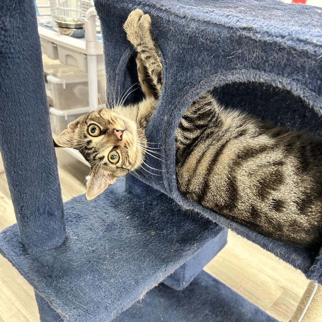Luca, Adoptable, Young Male American Shorthair.