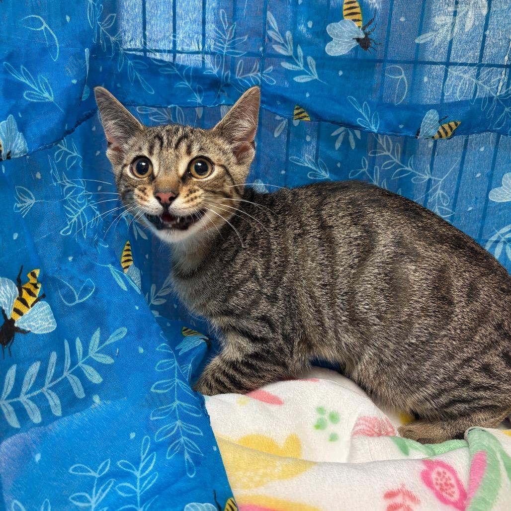 Luca, Adoptable, Kitten Male American Shorthair.
