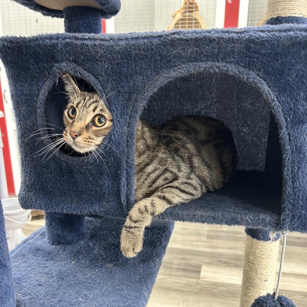 Luca, a Adoptable American Shorthair in Greenfield, IN image 3/5