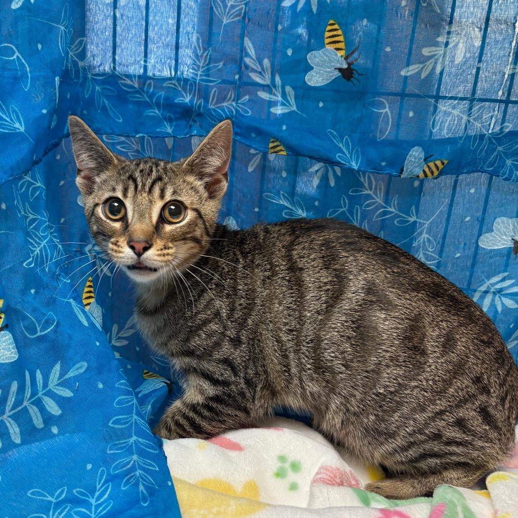 Luca, a Adoptable American Shorthair in Greenfield, IN image 2/2