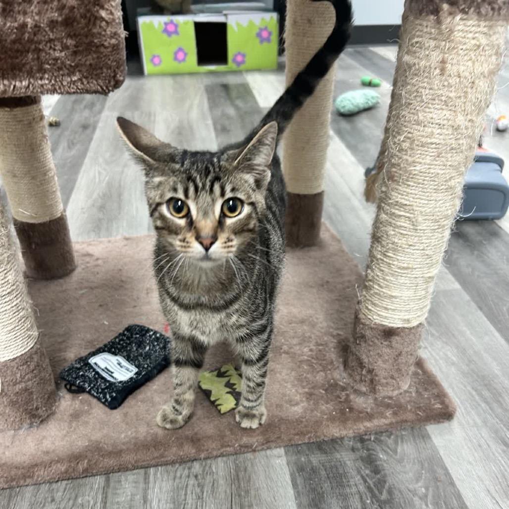 Luca, a Adoptable American Shorthair in Greenfield, IN image 5/5