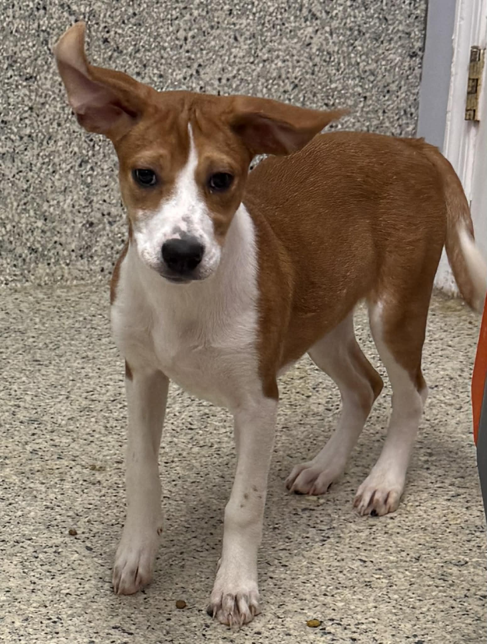 Enlarge Daisy, a Adoptable mixed breed in Mechanicsburg, PA image 2/3