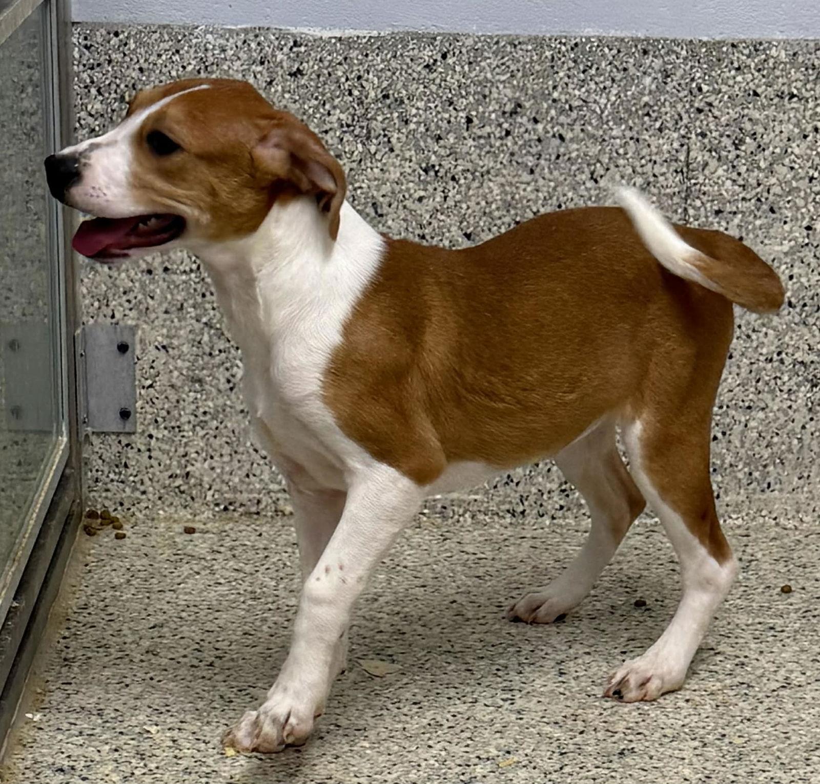 Enlarge Daisy, a Adoptable mixed breed in Mechanicsburg, PA image 3/3