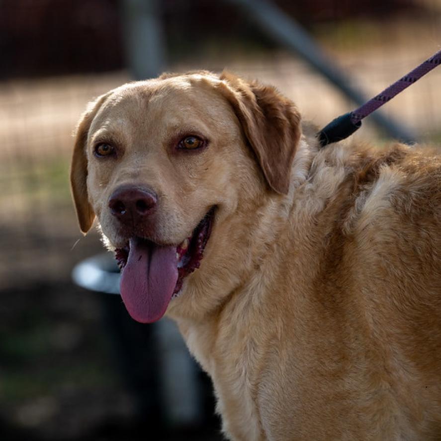 Enlarge Old Yeller JuM, a Adoptable mixed breed in Von Ormy, TX image 2/4