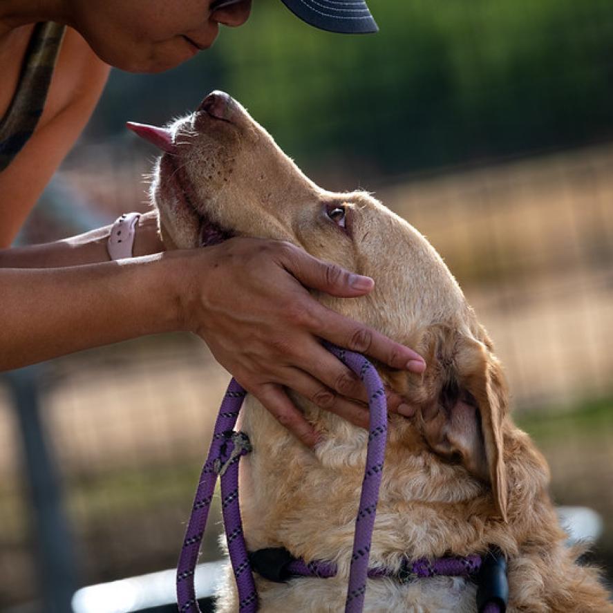 Enlarge Old Yeller JuM, a Adoptable mixed breed in Von Ormy, TX image 4/4