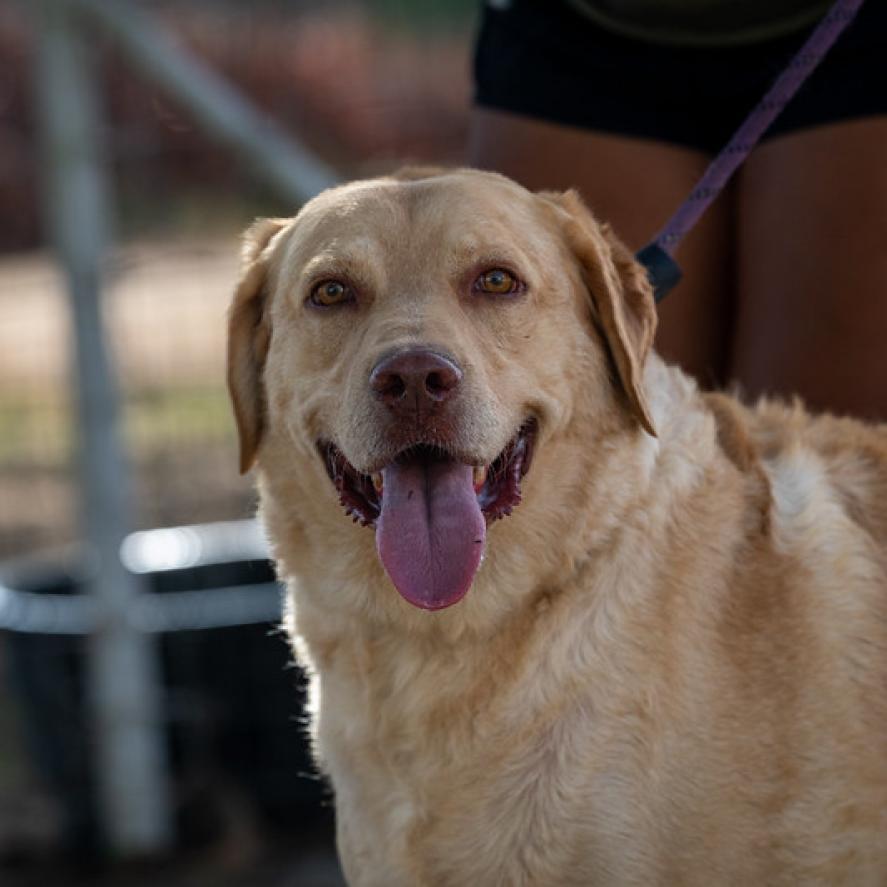 Enlarge Old Yeller JuM, a Adoptable mixed breed in Von Ormy, TX image 3/4
