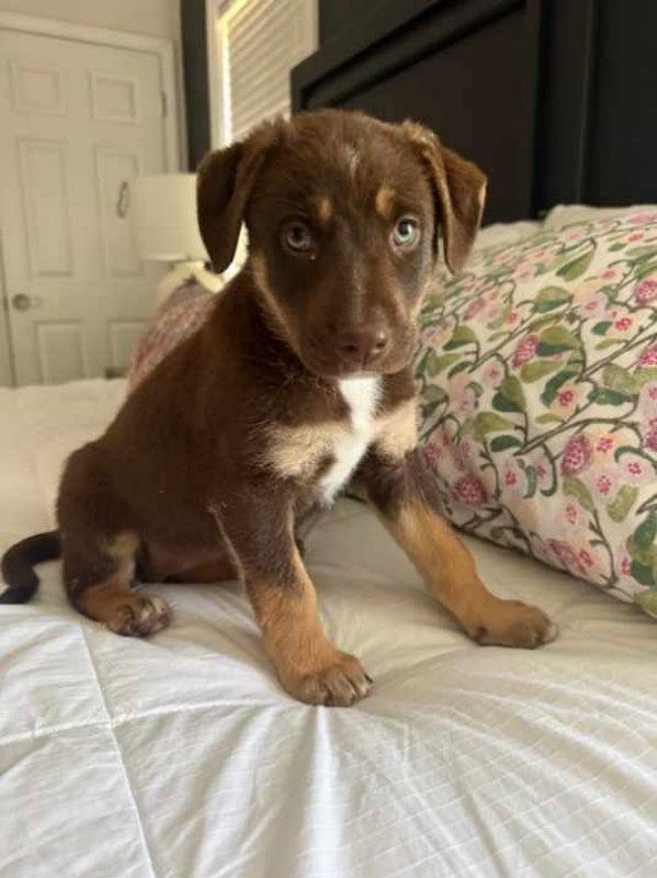 Matcha, Adoptable, Puppy Female Chocolate Labrador Retriever.