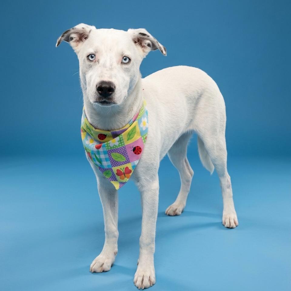 Opal, Adoptable, Young Female Husky.