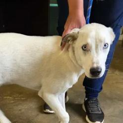Opal, a Adoptable Husky in Enterprise, AL image 2/4
