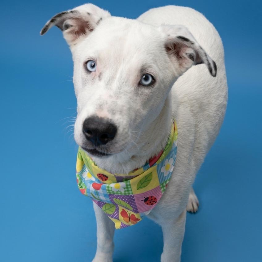 Opal, a Adoptable Husky in Enterprise, AL image 3/4