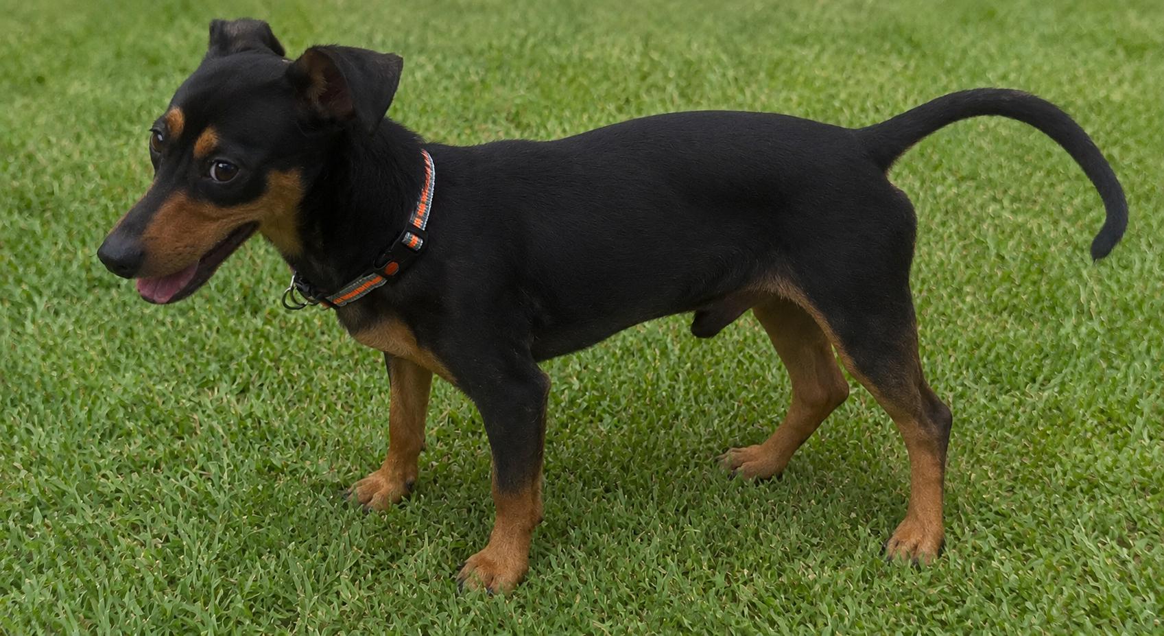 Stewart, an adopted mixed breed in Renton, WA image 4/5