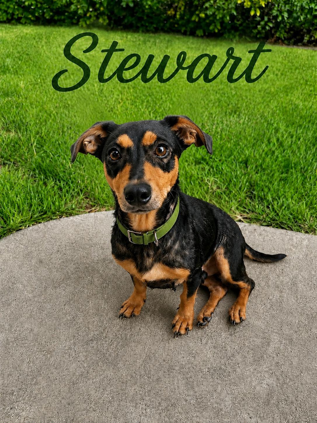 Stewart, adopted, Young Male Chiweenie & Dachshund.