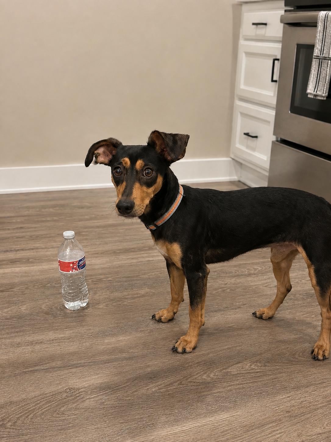 Stewart, an adopted mixed breed in Renton, WA image 2/5
