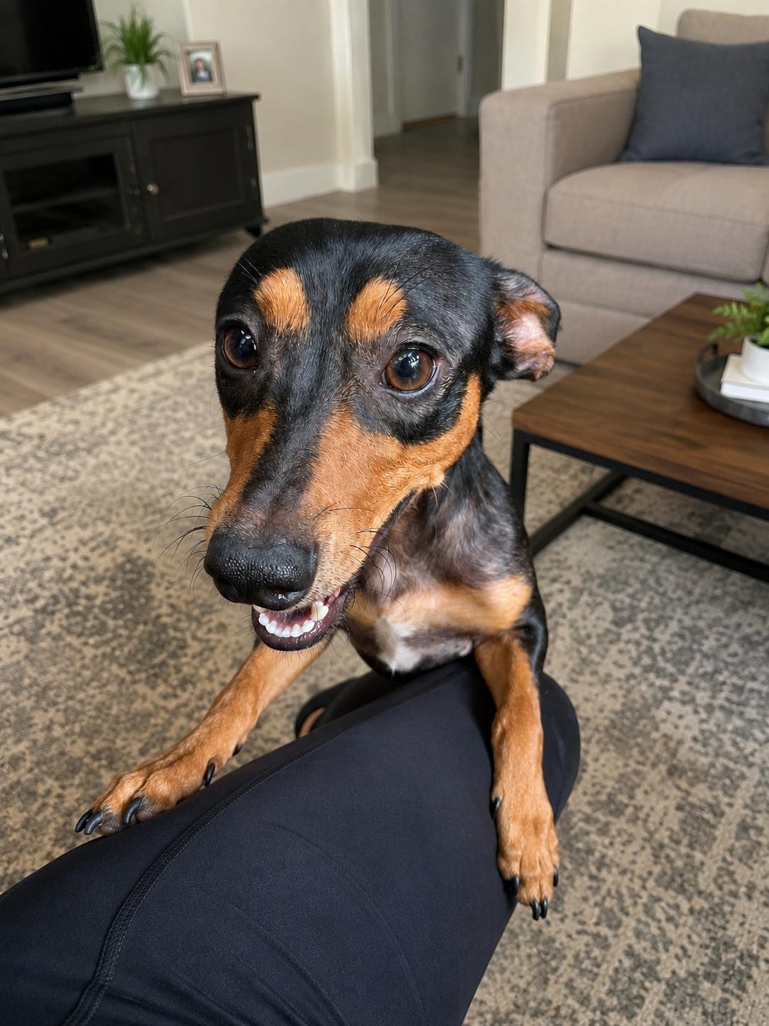 Stewart, an adopted mixed breed in Renton, WA image 5/5