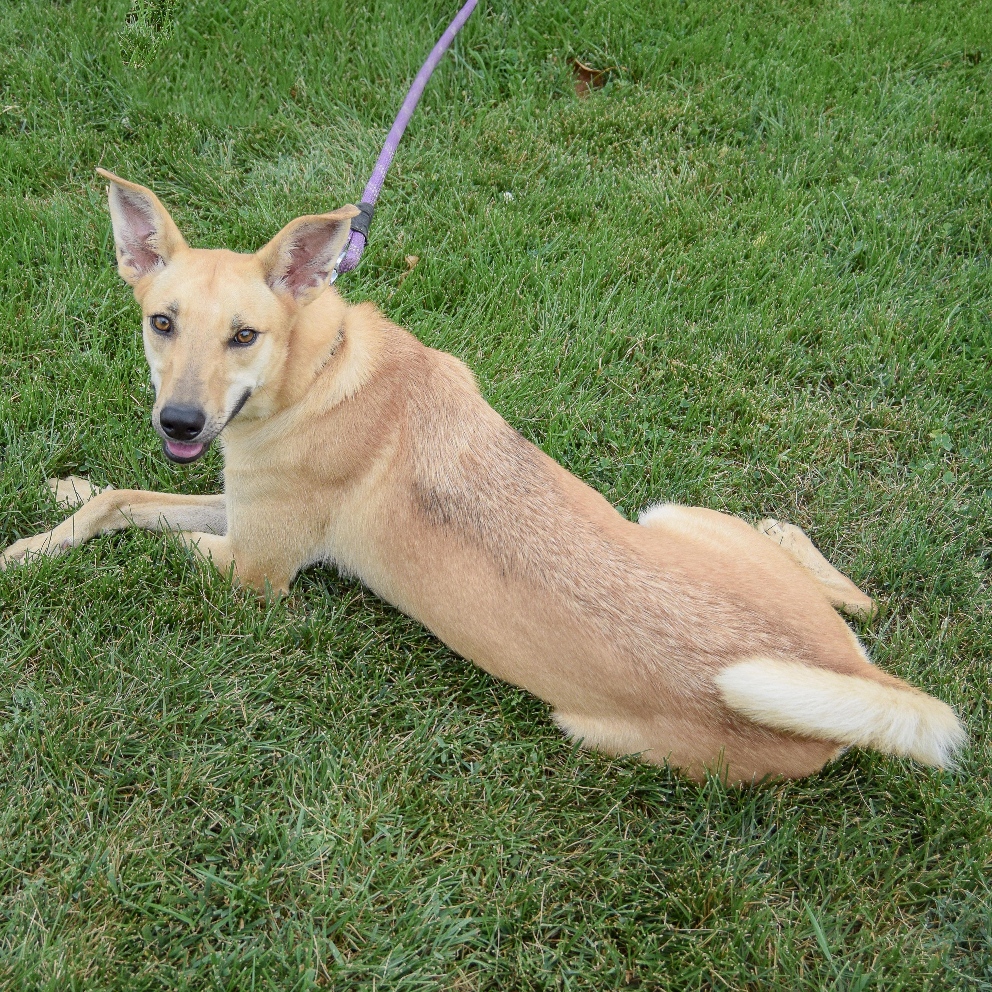 Bambi, a Adoptable mixed breed in Huntley, IL image 4/6