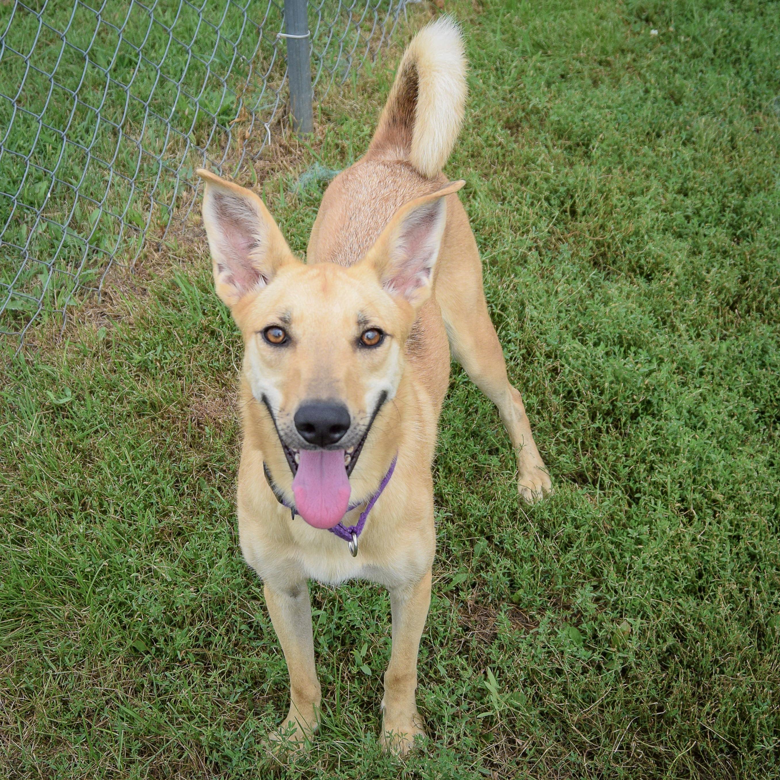 Bambi, a Adoptable mixed breed in Huntley, IL image 6/6