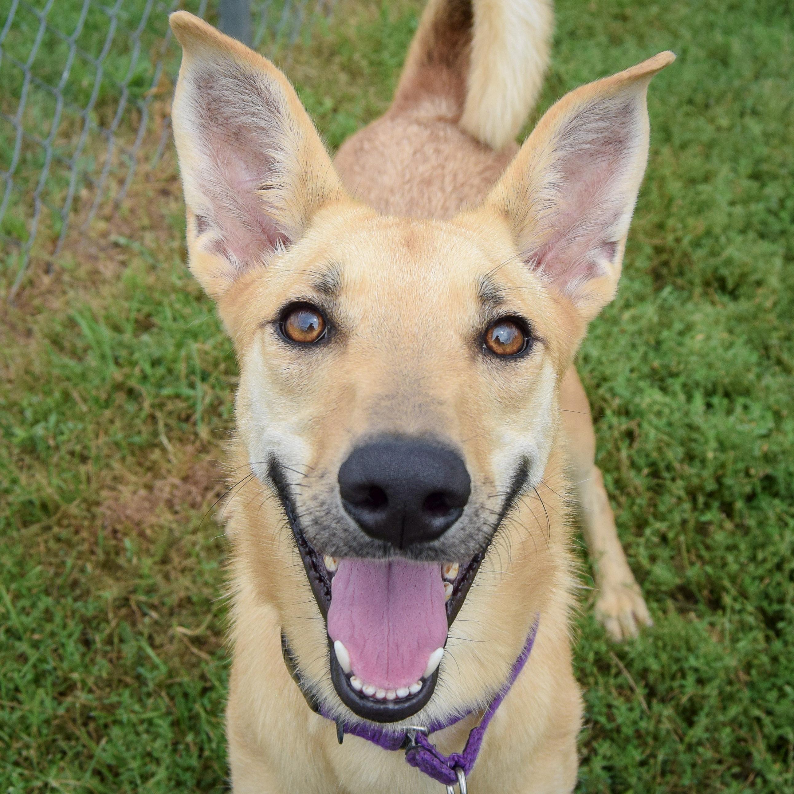 Bambi, a Adoptable mixed breed in Huntley, IL image 1/6