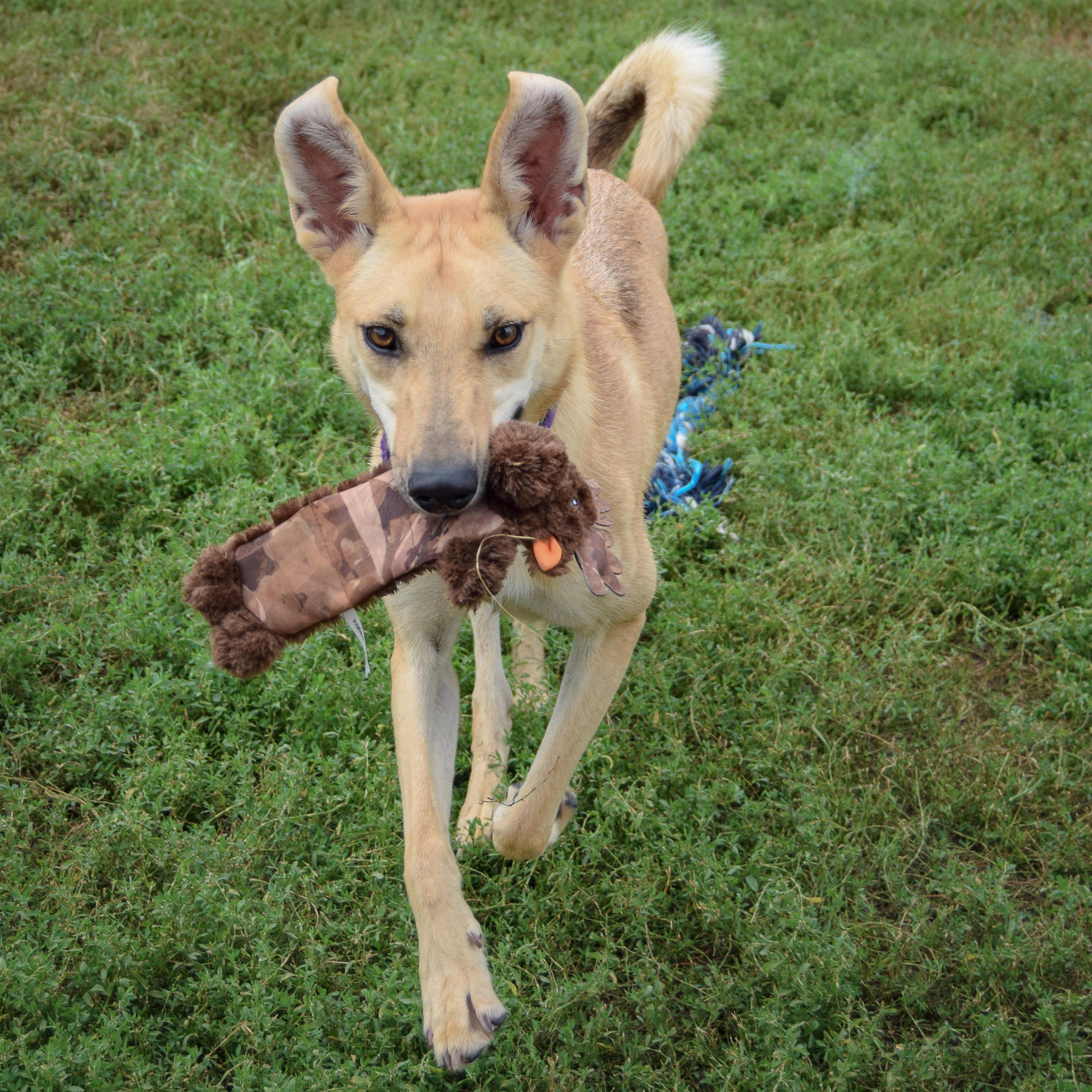 Bambi, a Adoptable mixed breed in Huntley, IL image 3/6