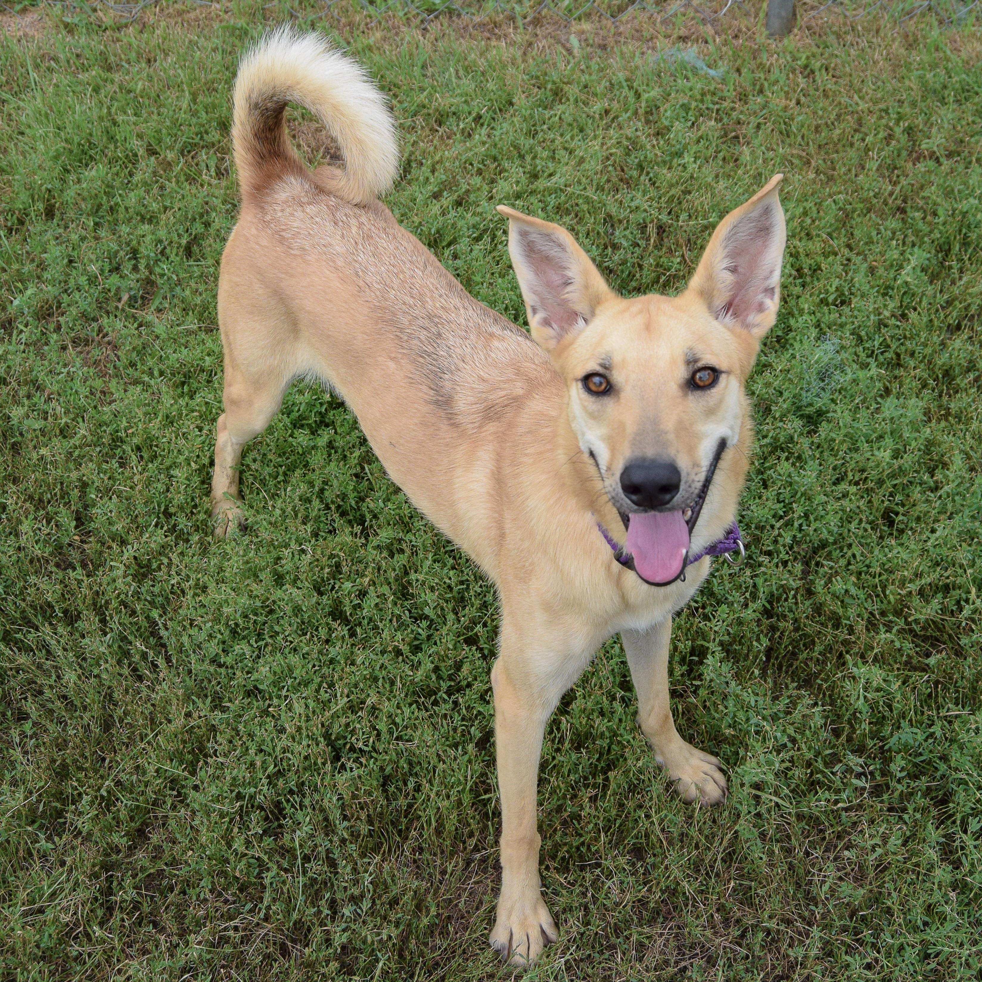 Bambi, a Adoptable mixed breed in Huntley, IL image 5/6