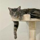 Jack 05-4145, Adoptable, Senior Male Domestic Short Hair.