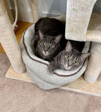 Jack 05-4145, a Adoptable Domestic Short Hair in Fremont, CA image 2/2