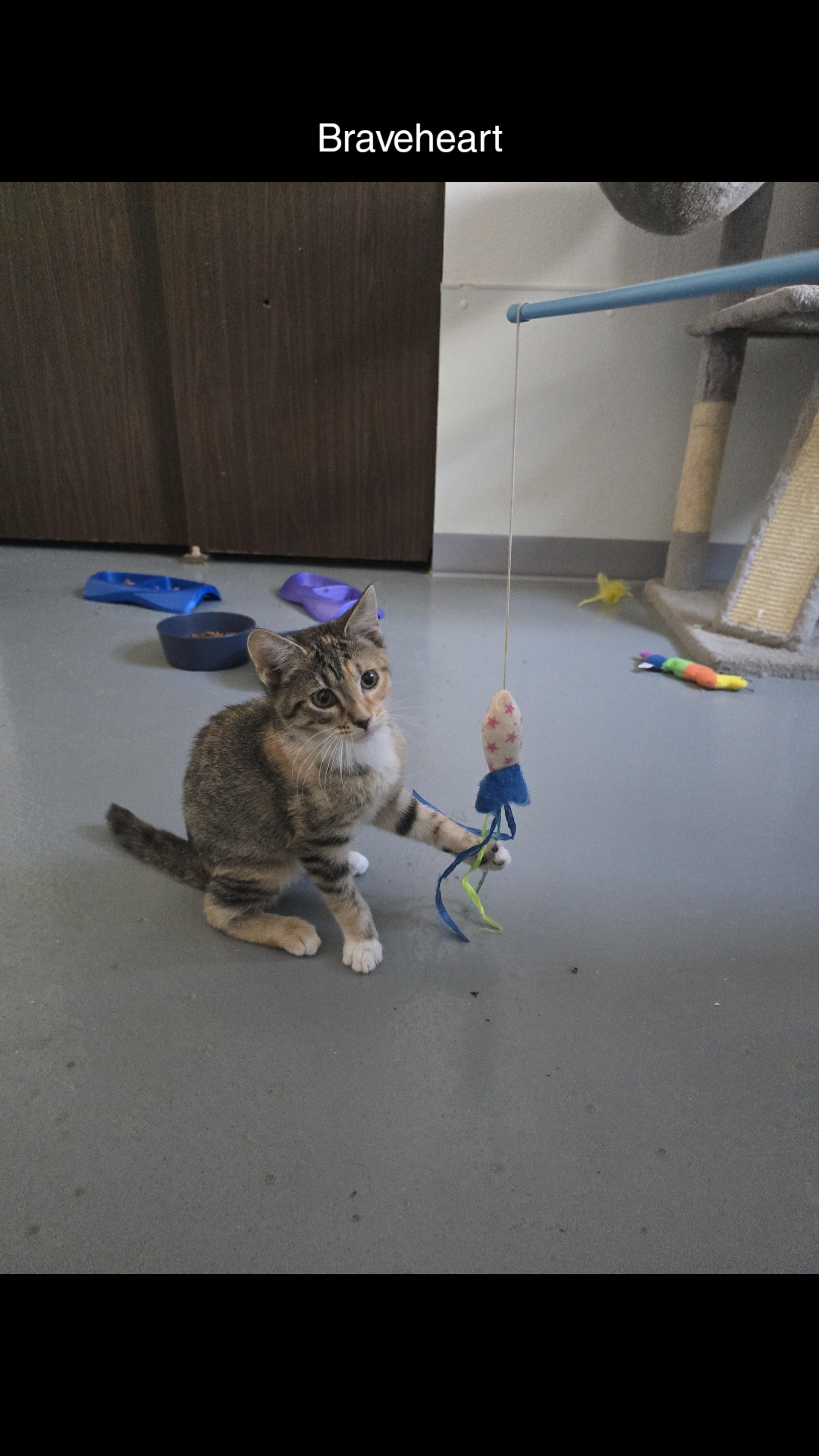 Braveheart, Adoptable, Young Female Domestic Short Hair.