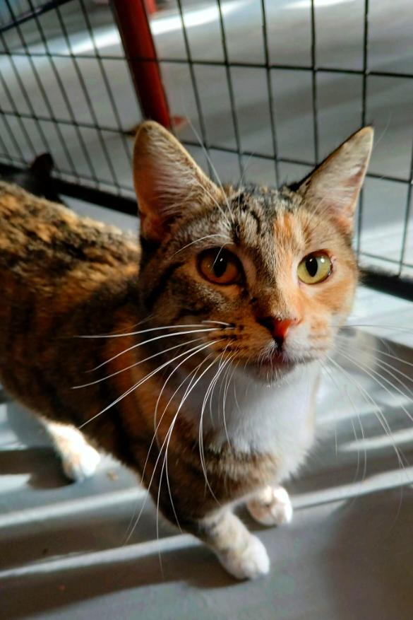 Enlarge Braveheart, a Adoptable Domestic Short Hair in Iowa Falls, IA image 2/2