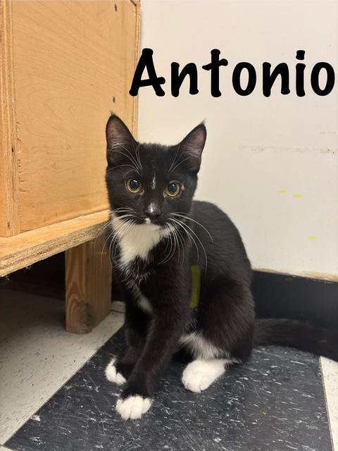 Antonio, adoptable, Young Male American Shorthair.