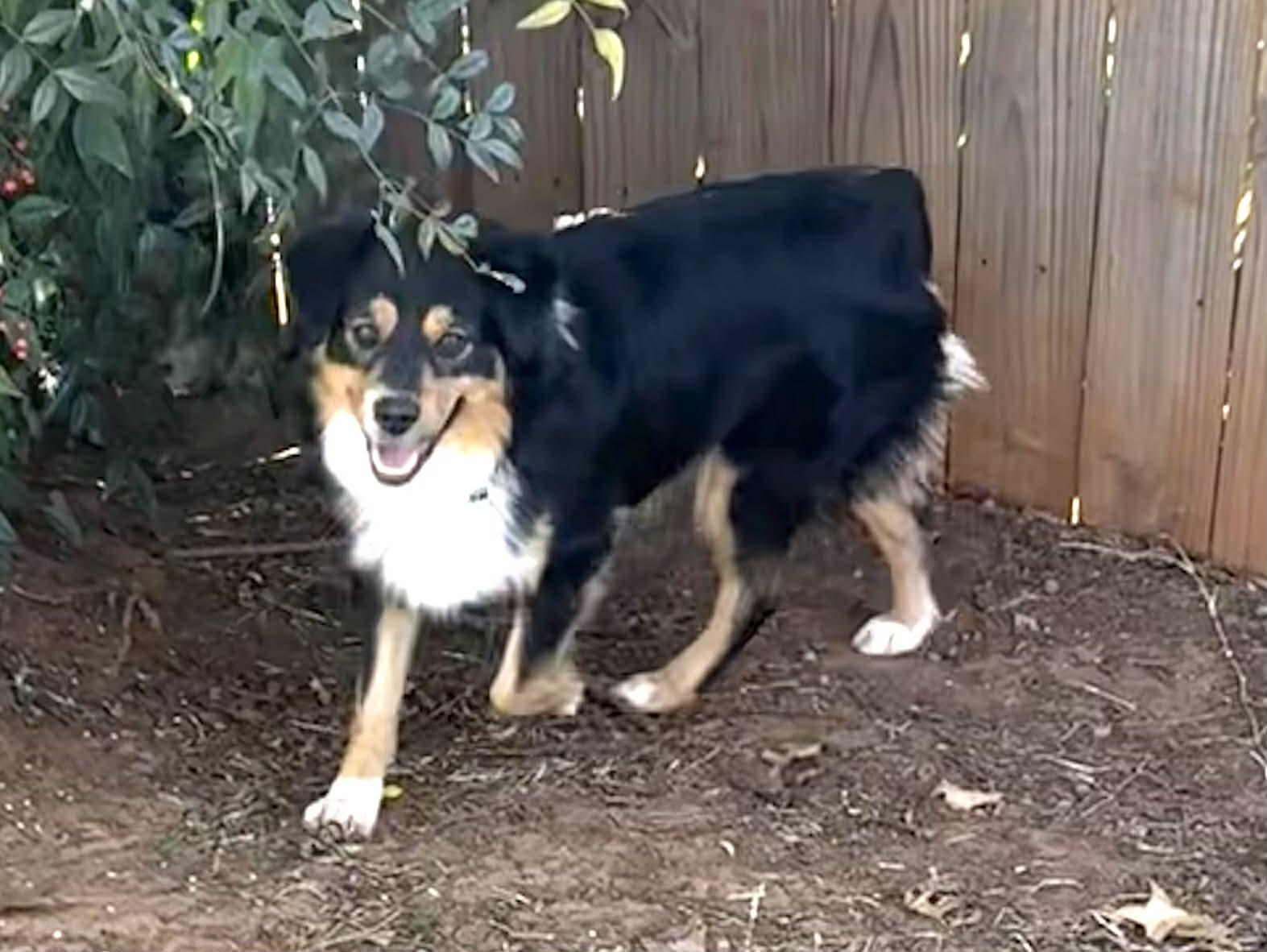 Maverick, ADOPTABLE, Young Male Australian Shepherd.