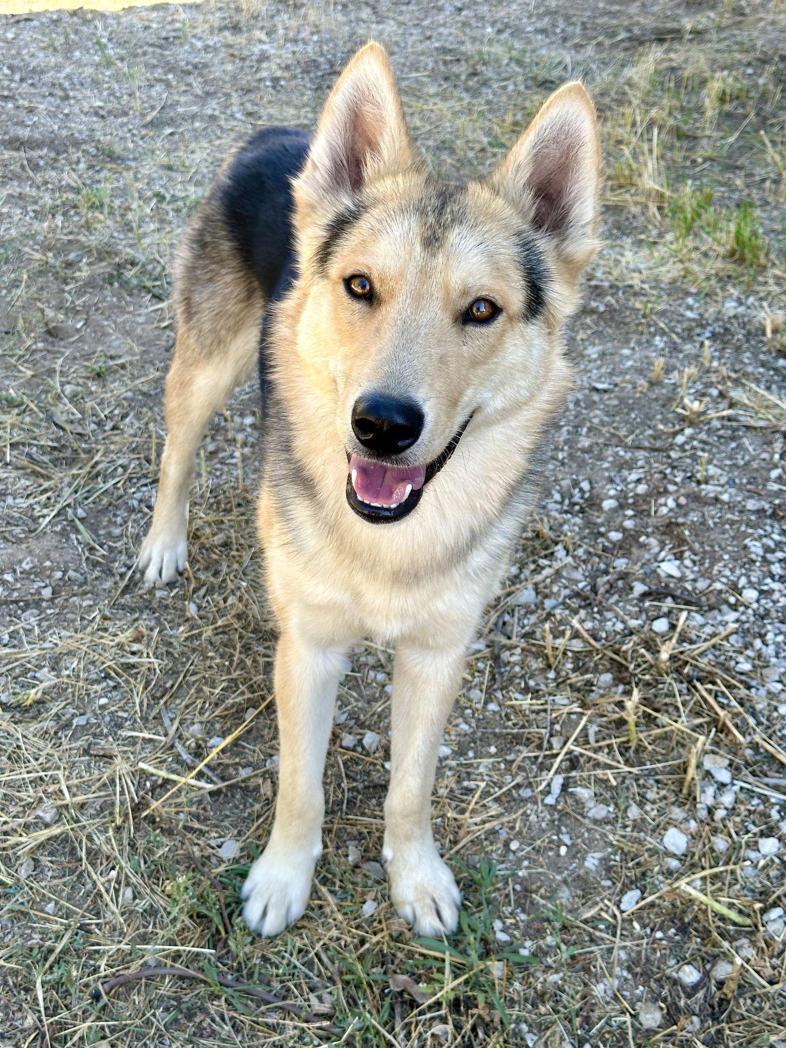 Timber, a Adoptable mixed breed in Sparks, NV image 1/3