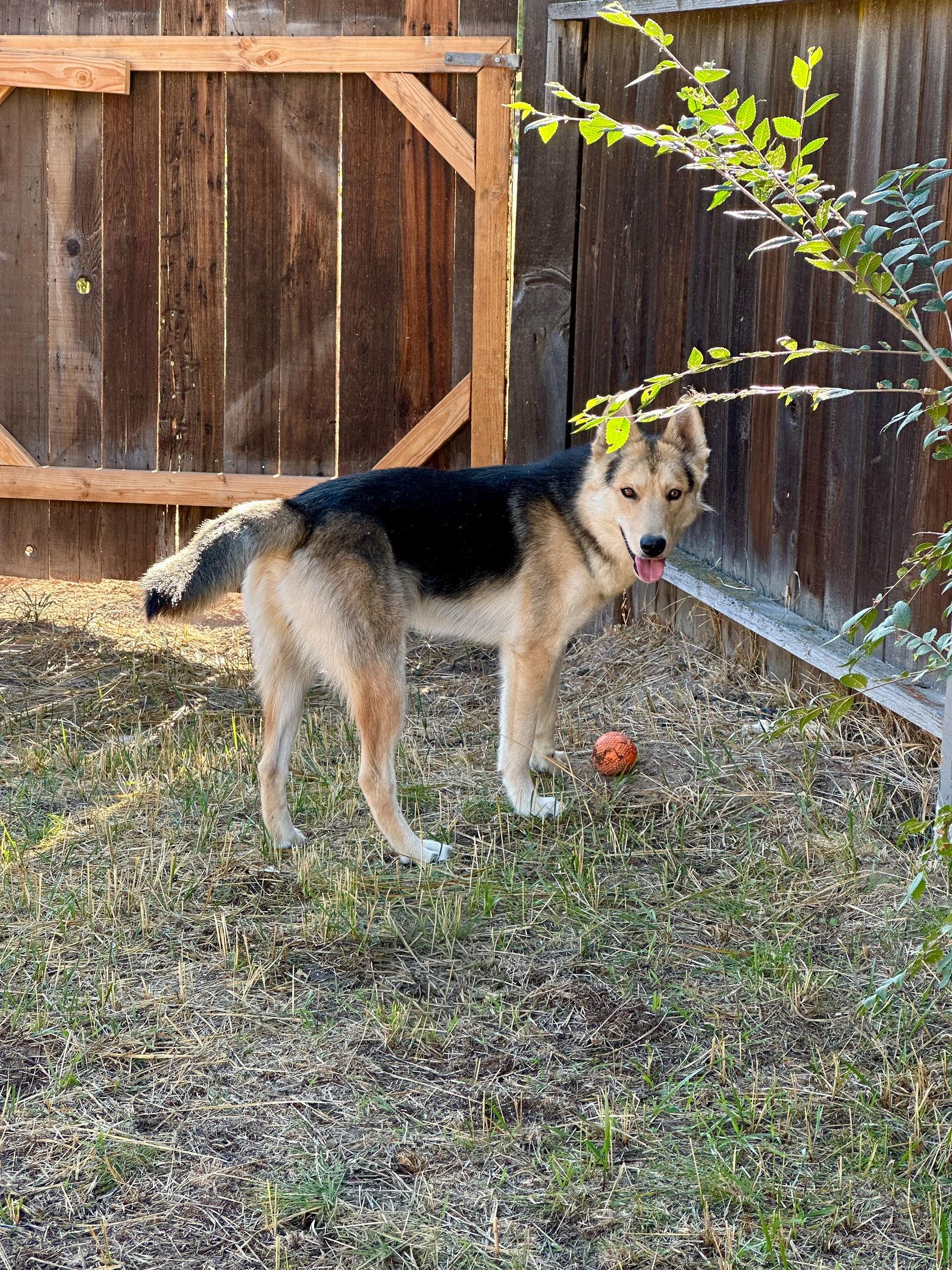 Timber, a Adoptable mixed breed in Sparks, NV image 2/3