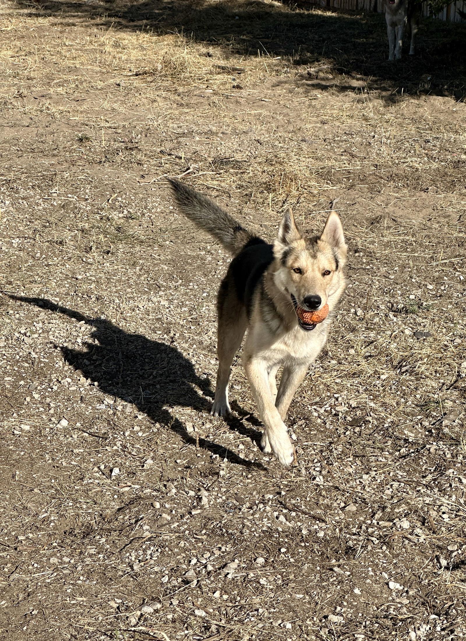 Timber, a Adoptable mixed breed in Sparks, NV image 3/3