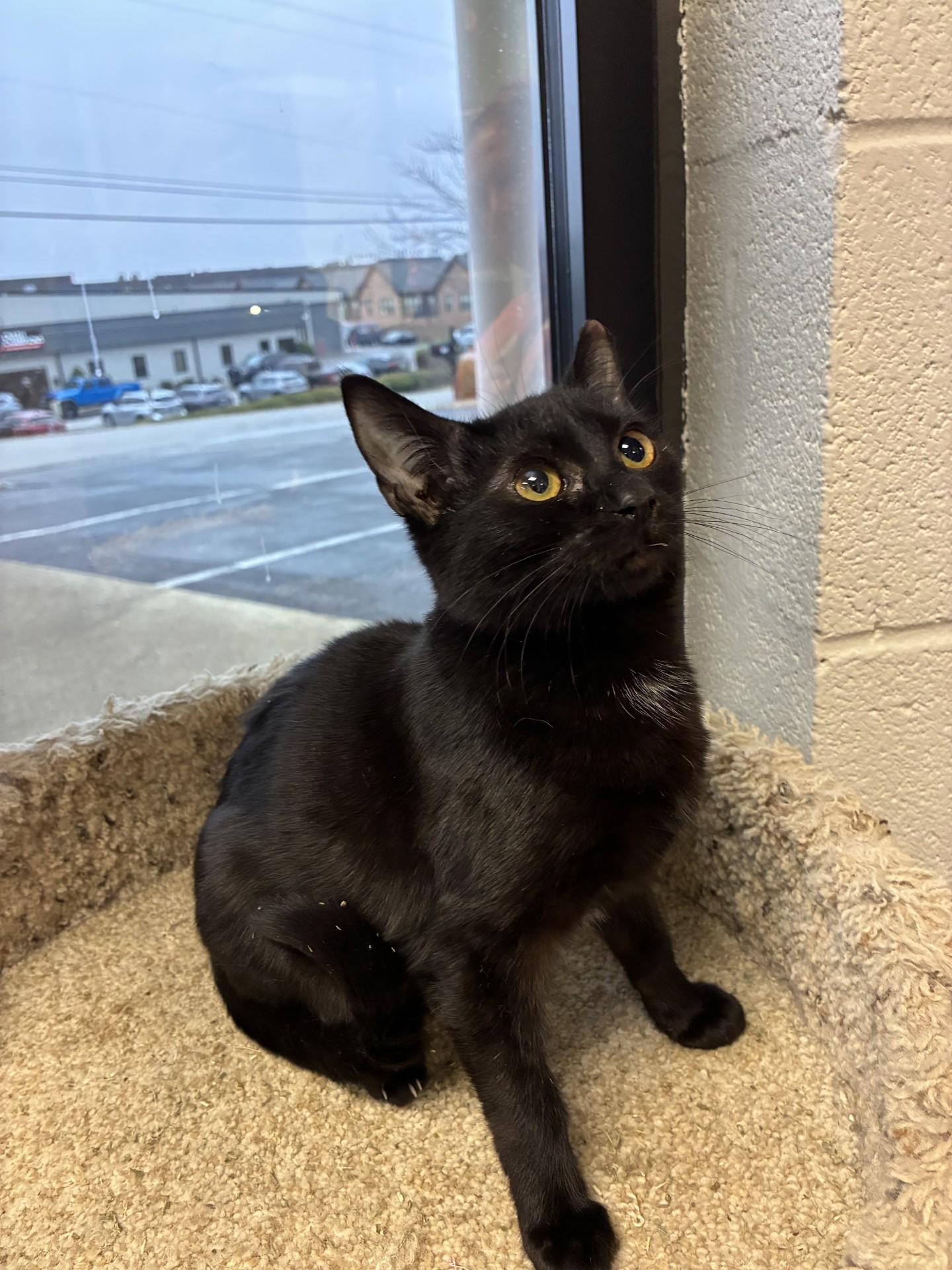 Enlarge Ole Miss, a ADOPTABLE mixed breed in Mount Juliet, TN image 1/4