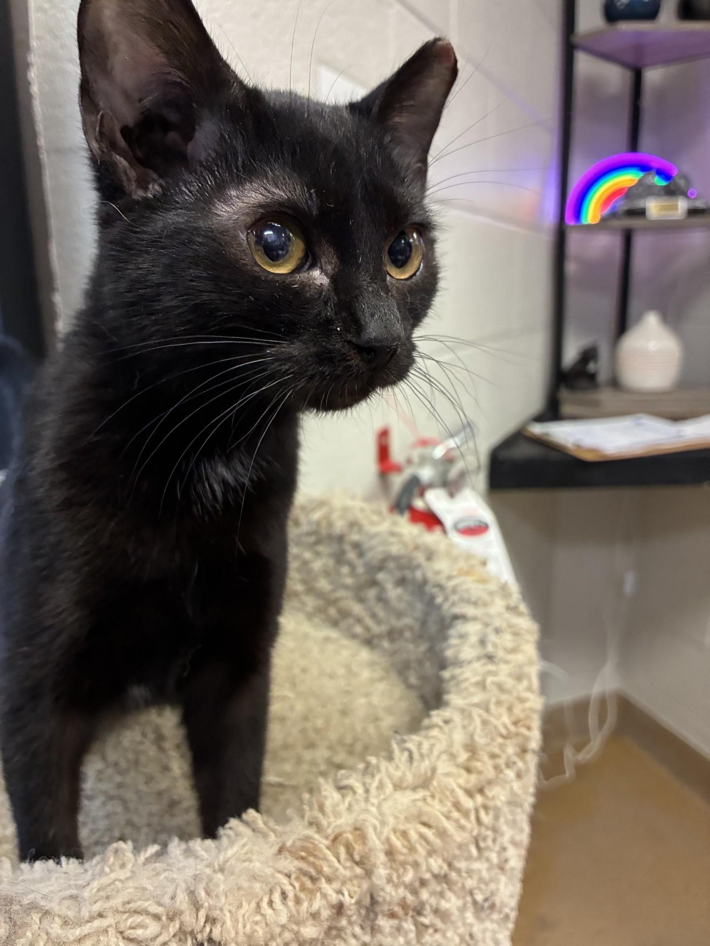 Enlarge Ole Miss, a ADOPTABLE mixed breed in Mount Juliet, TN image 2/4