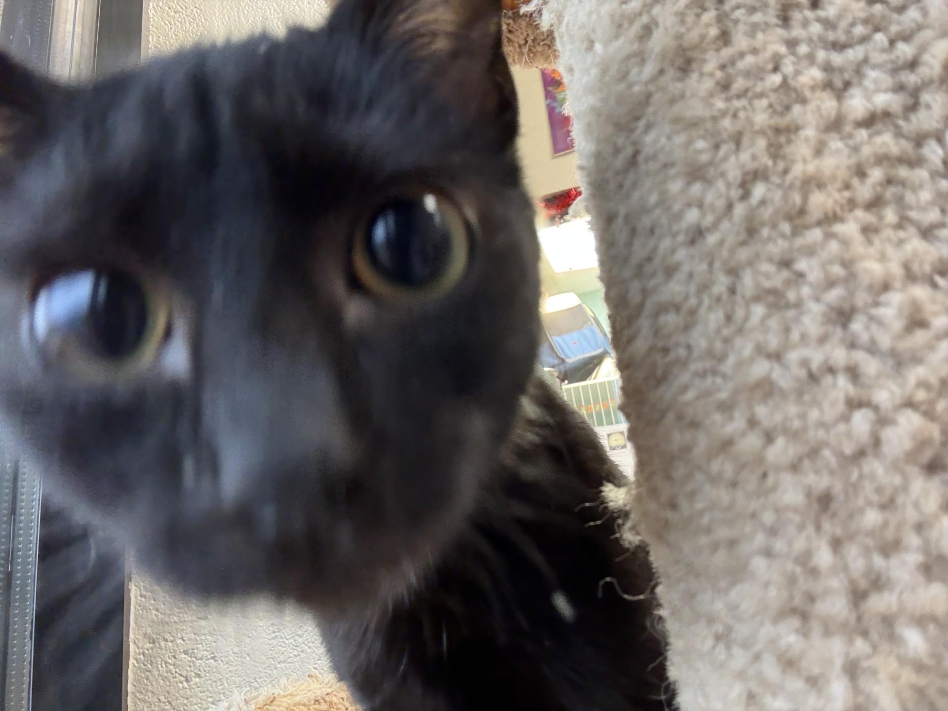 Enlarge Ole Miss, a ADOPTABLE mixed breed in Mount Juliet, TN image 3/4