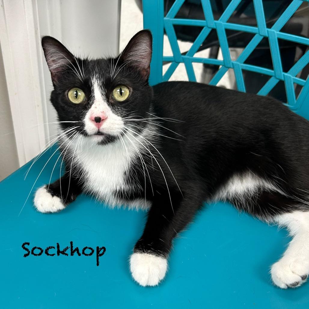 Enlarge Sock Hop, a Adoptable Domestic Short Hair in Hannibal, MO image 1/2