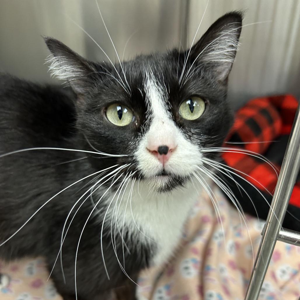 Enlarge Sock Hop, a Adoptable Domestic Short Hair in Hannibal, MO image 2/2