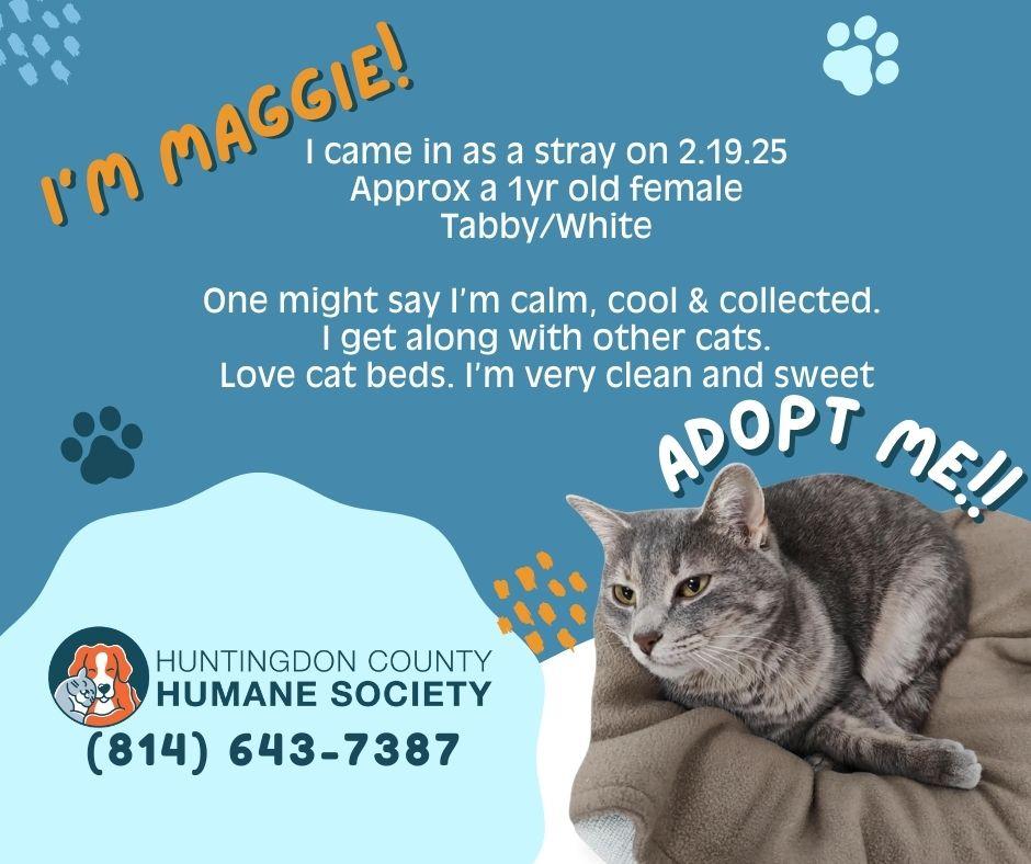 Enlarge Maggie, a ADOPTABLE Domestic Short Hair in Huntingdon, PA image 1/1